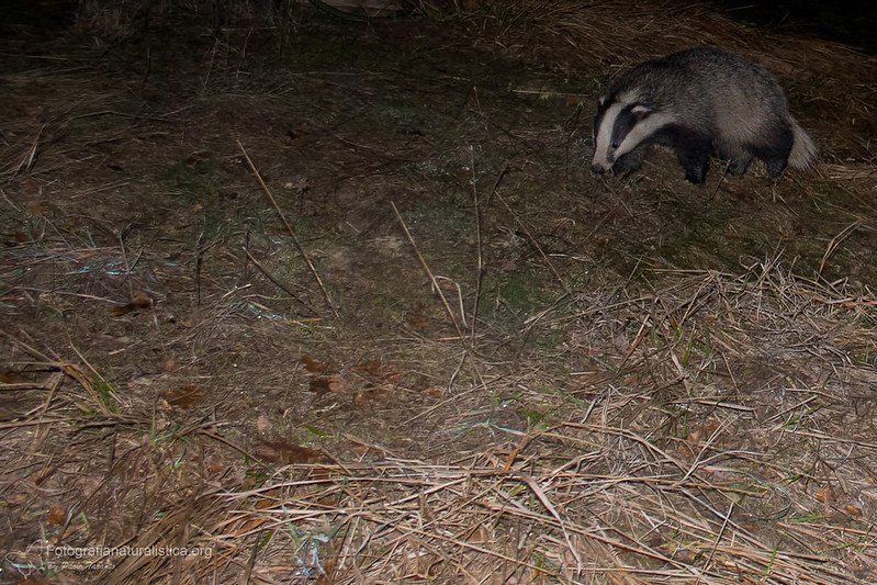 [***?***](https://api.tinyfox.dev/hourly/badger/8555524602_7652c6a1c9_c.jpg)