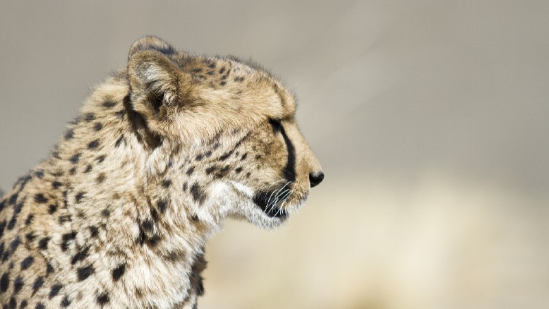 [***🔗***](https://api.tinyfox.dev/hourly/cheetah/cheetahs_14168093677_Cheetah_Animal_Ark.jpg)