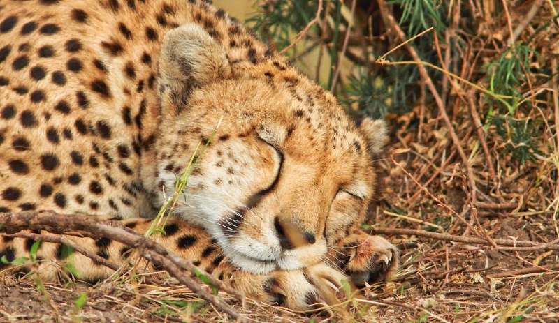 [***🔗***](https://api.tinyfox.dev/hourly/cheetah/cheetahs_5024495634_Cat_Nap.jpg)