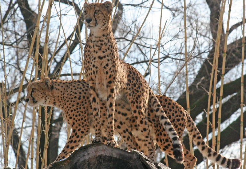 [***🔗***](https://api.tinyfox.dev/hourly/cheetah/cheetahs_5368743572_Cheetahs___National_Zoo__Washington_DC__Sat_15_Jan_2011__343_.jpg)