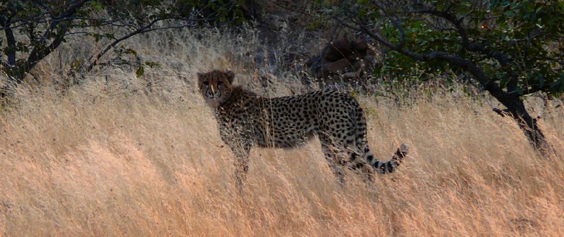 [***🔗***](https://api.tinyfox.dev/hourly/cheetah/cheetahs_3713361609_Cheetah_near_Sesfontein__Namibia.jpg)