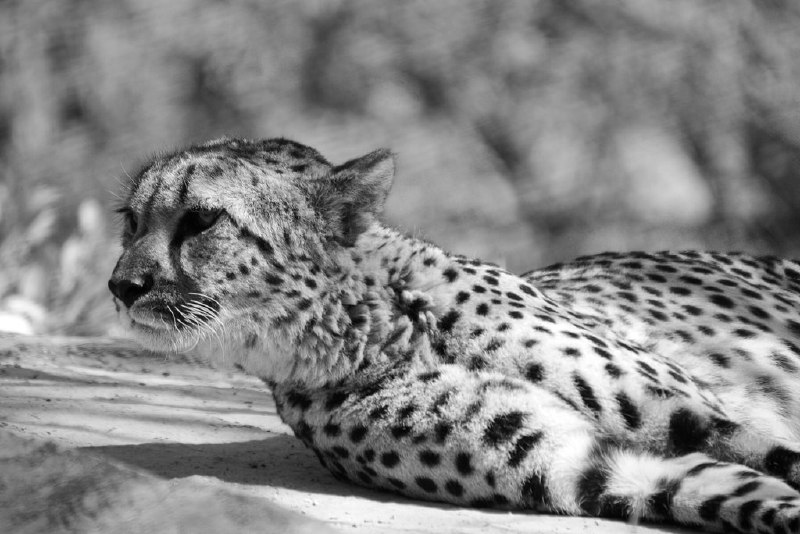 [***🔗***](https://api.tinyfox.dev/hourly/cheetah/cheetahs_487445248_Cheetah_-_Black_and_White.jpg)