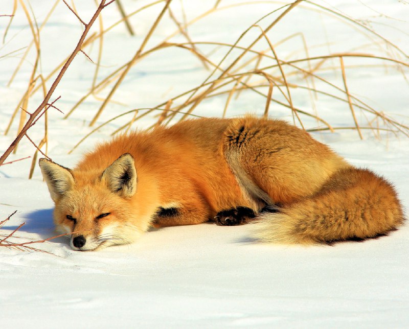 [***?***](https://api.tinyfox.dev/hourly/HourlyFoxes/vulpes_4361521040_Nothing_like_a_nap_in_the_sun.jpg)