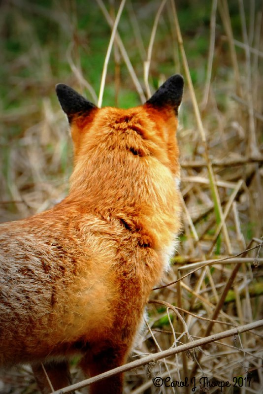 HourlyFoxes