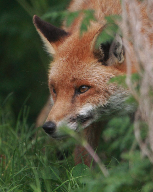 HourlyFoxes