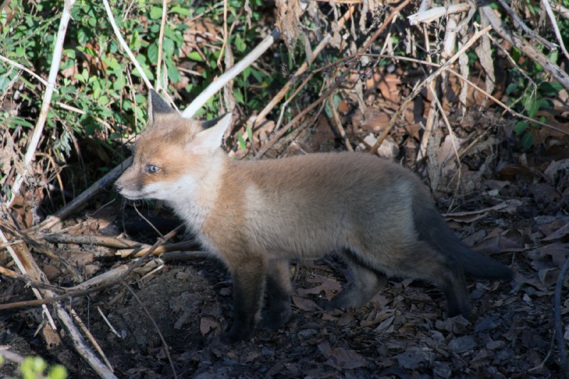 HourlyFoxes