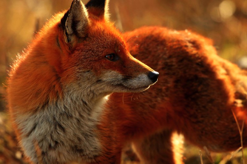 HourlyFoxes