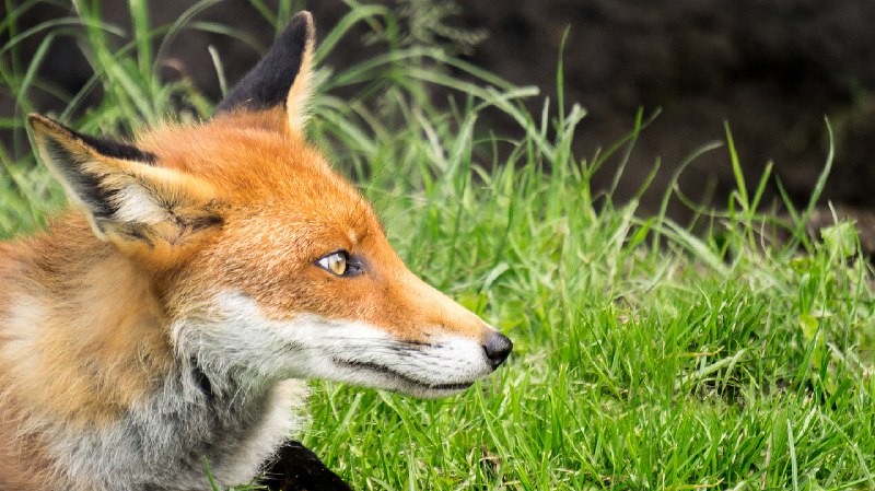 HourlyFoxes