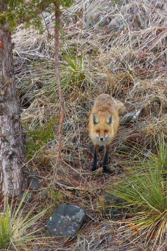 HourlyFoxes