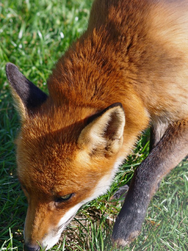 HourlyFoxes