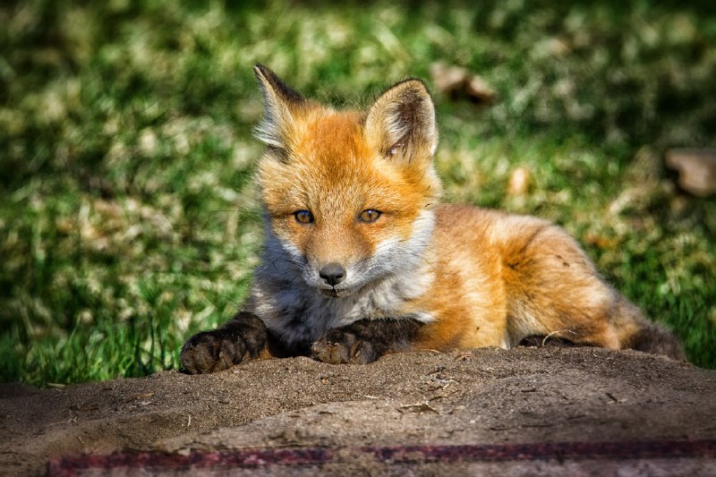 HourlyFoxes