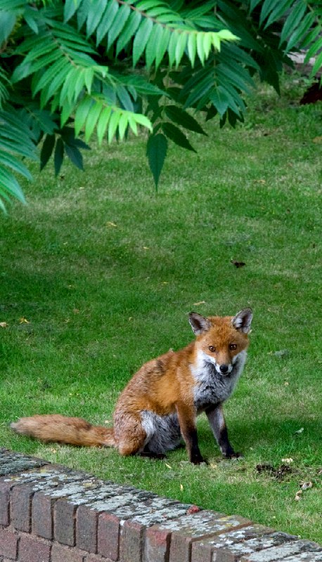 HourlyFoxes