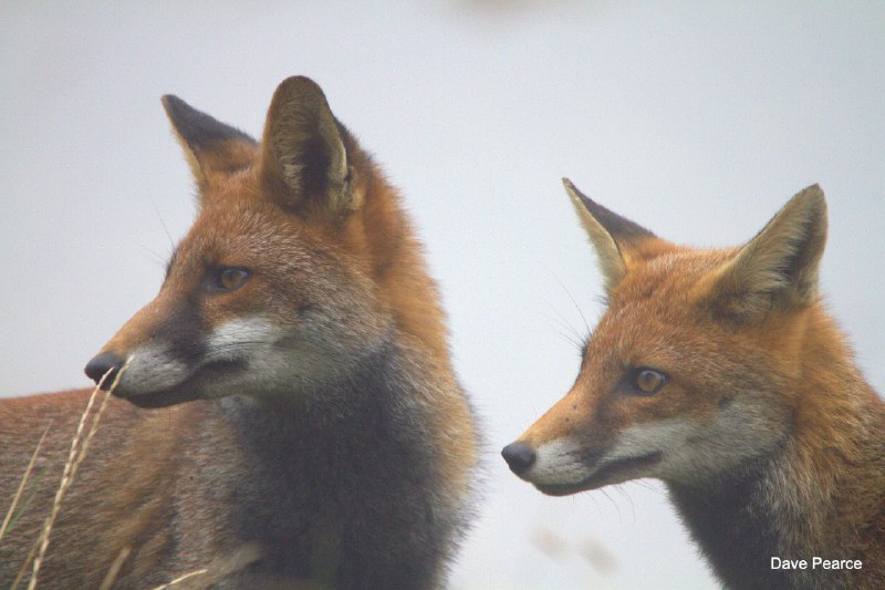 HourlyFoxes