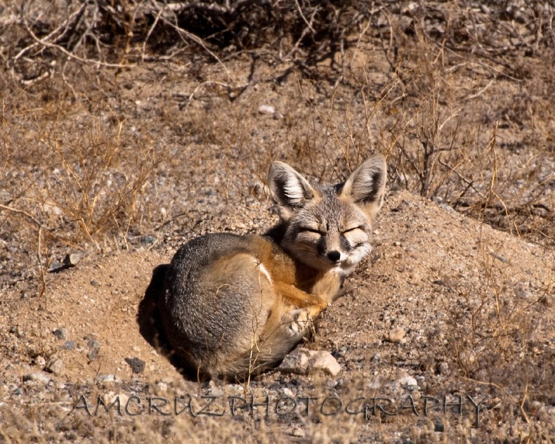 HourlyFoxes