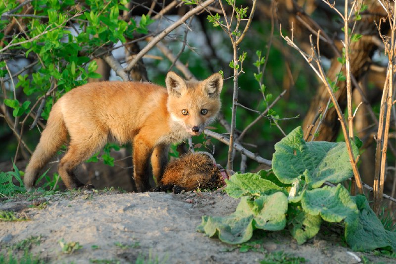 HourlyFoxes