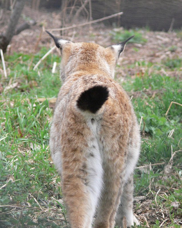 HourlyLynxes