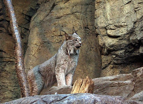 HourlyLynxes