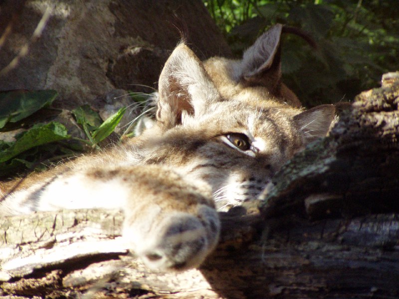 HourlyLynxes