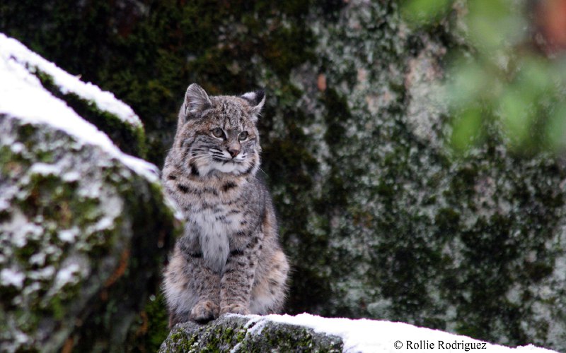 HourlyLynxes