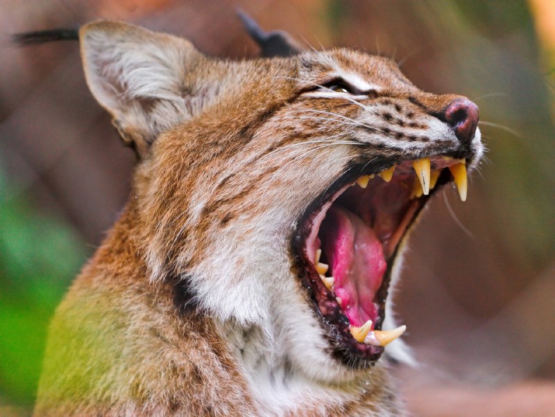 HourlyLynxes