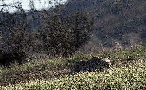 HourlyLynxes