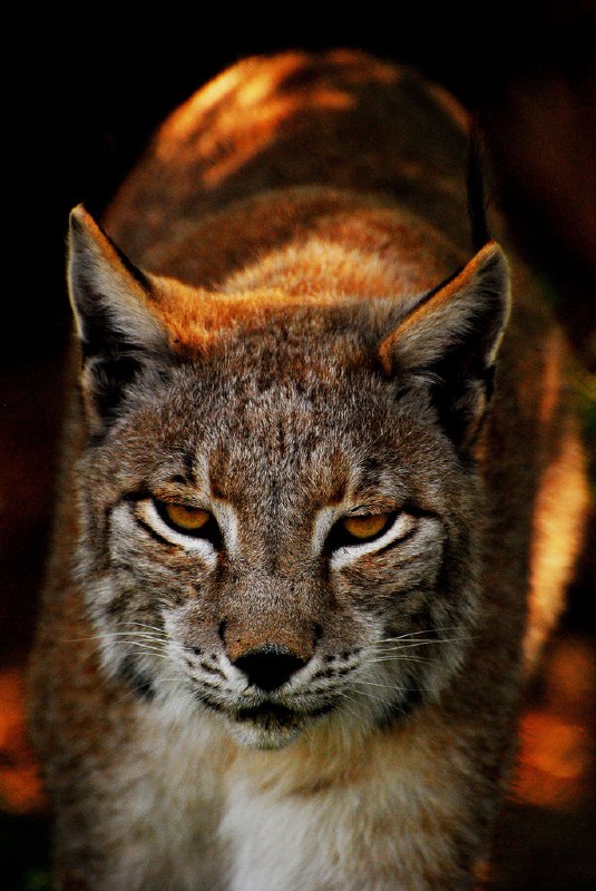 HourlyLynxes