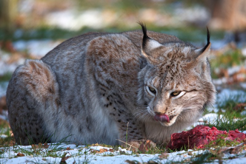 HourlyLynxes