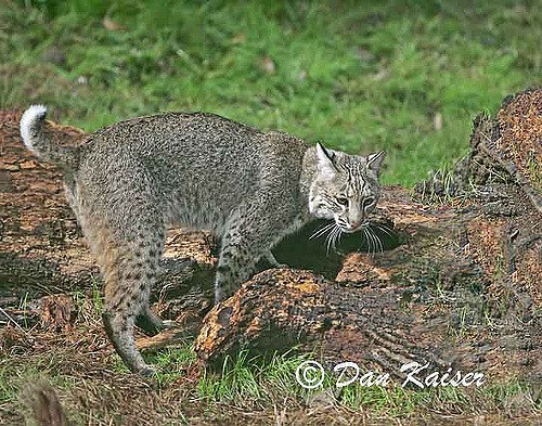 HourlyLynxes