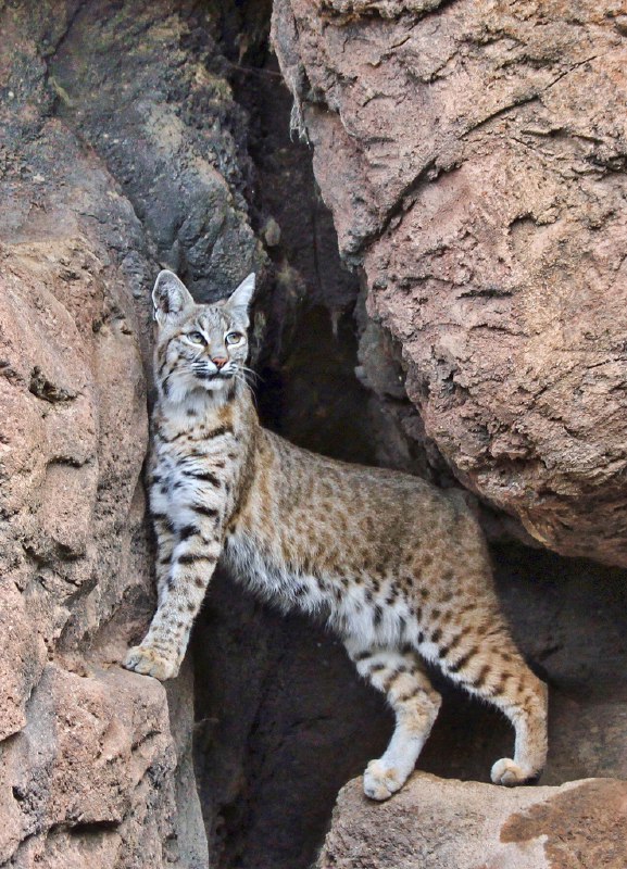 HourlyLynxes