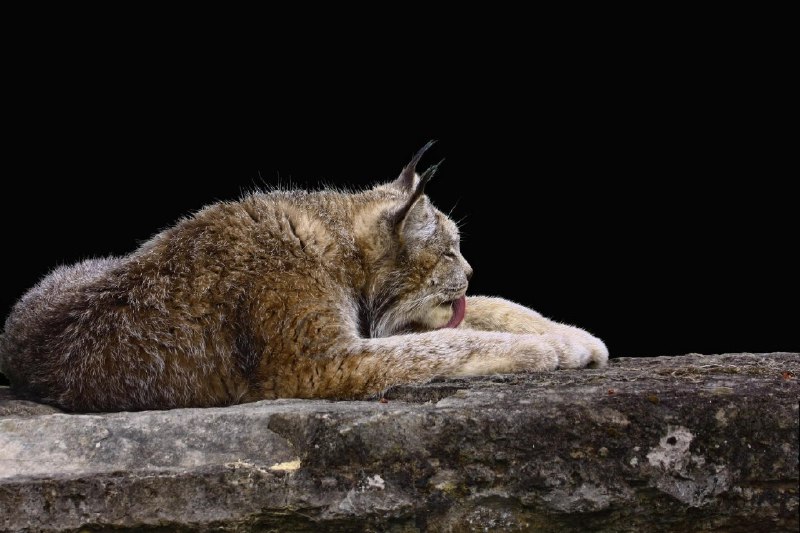 HourlyLynxes