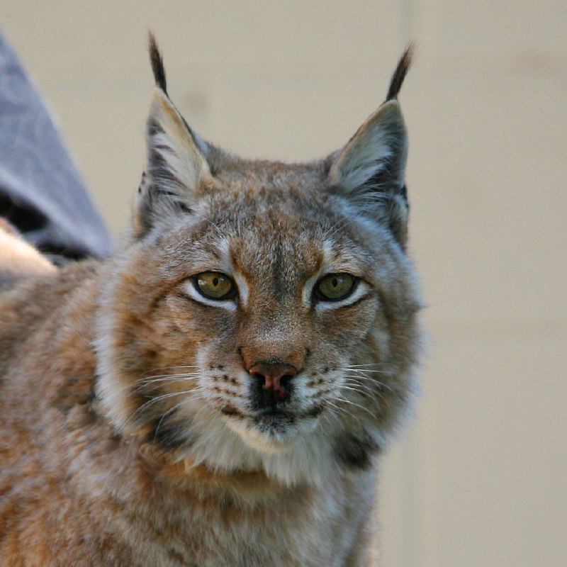 HourlyLynxes