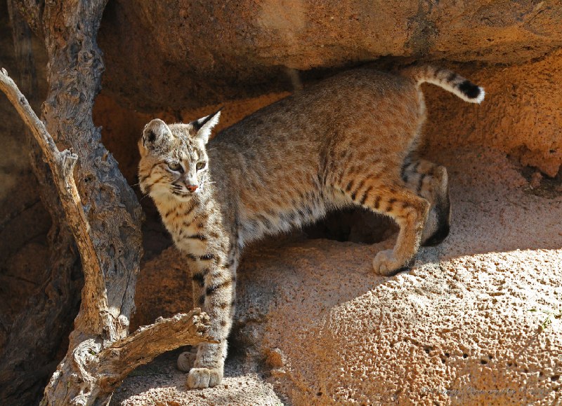 HourlyLynxes