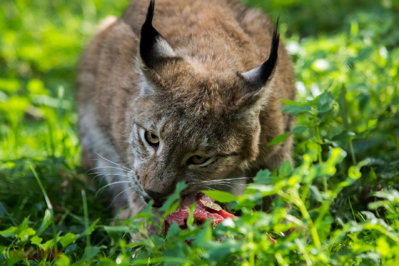 HourlyLynxes