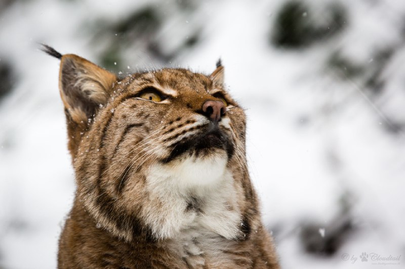 HourlyLynxes