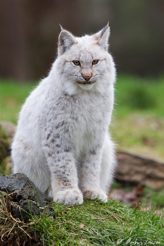 HourlyLynxes