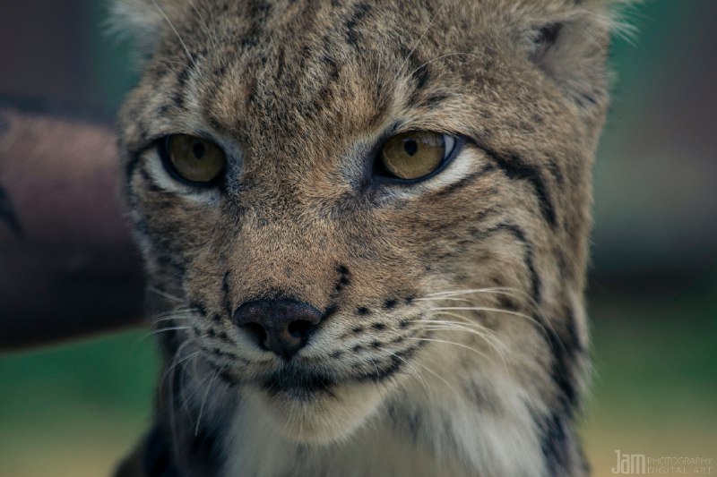 HourlyLynxes