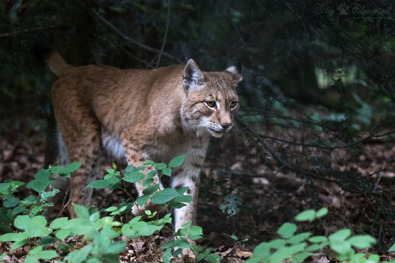 HourlyLynxes