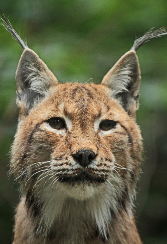 HourlyLynxes