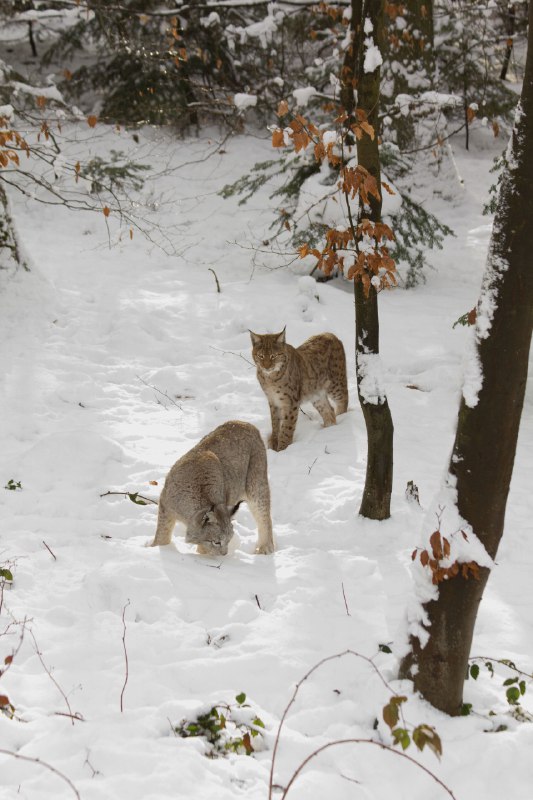 HourlyLynxes