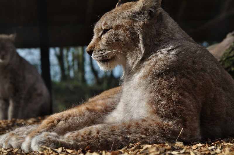 HourlyLynxes