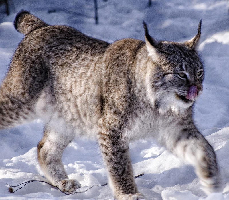 HourlyLynxes