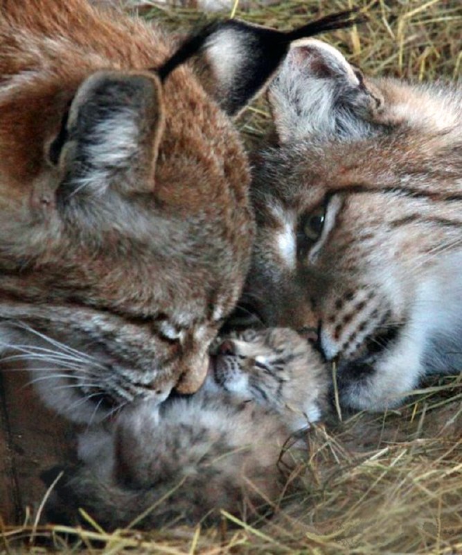 HourlyLynxes