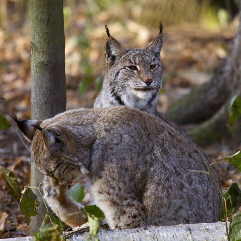 HourlyLynxes