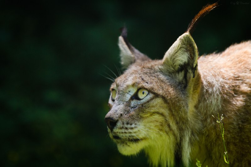 HourlyLynxes