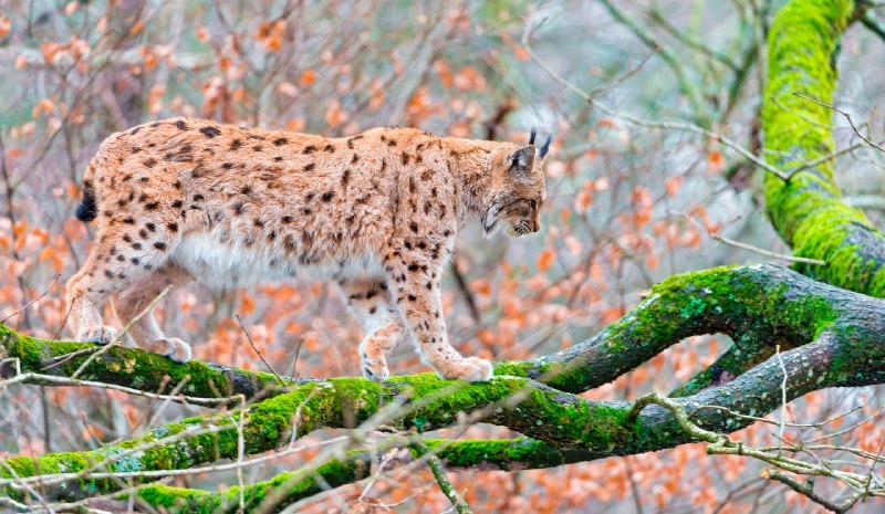 HourlyLynxes