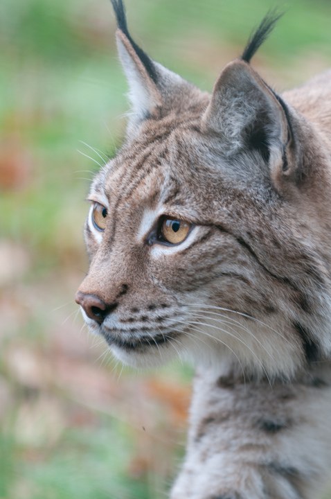 HourlyLynxes