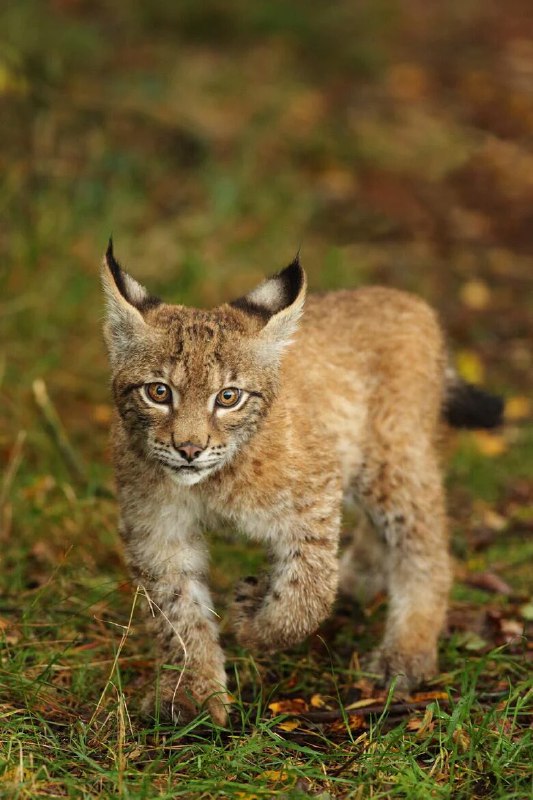 HourlyLynxes