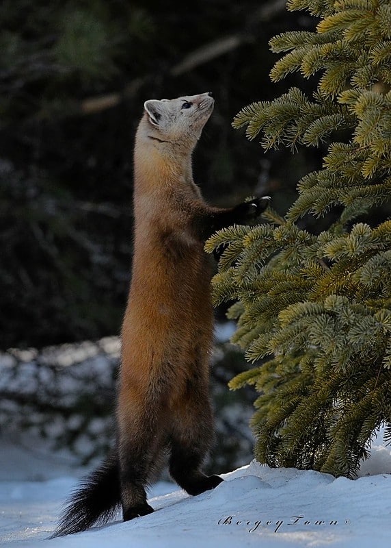 Hourly Martens