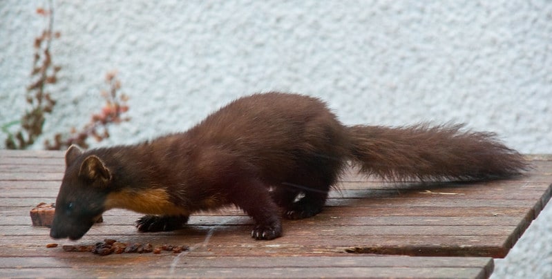 Hourly Martens