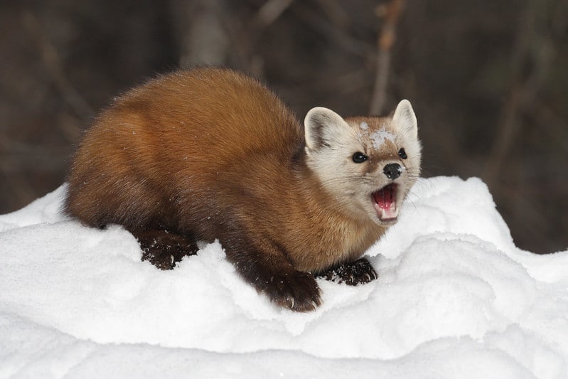 Hourly Martens